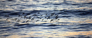 birds over ocean Carlsbad, CA