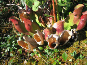 pitcher plant we found on our tundra walk