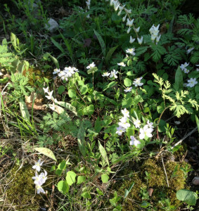 Spring Beauties and Dutchmen's Breeches
