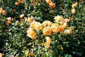 Tralee Rose Garden
