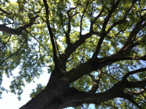 afternoon under shade tree on Wartburg's campus