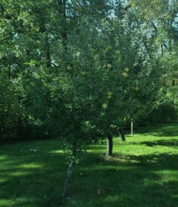 Our dad's Mac's Golden Apple Trees