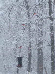 cardinals in snowstorm