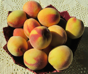 just picked peaches