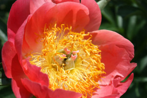 peach anemone peony